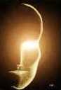 Face in light