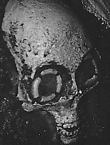 Alien skull
