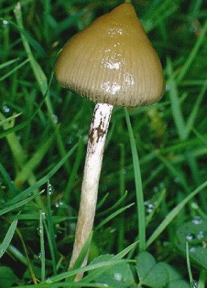 Psilocybe mushroom