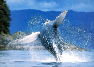 Humpback whale leap