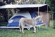 Joan's tent and donkey