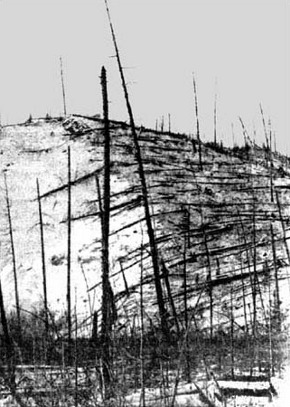 Tunguska. Slash at Khurgim river; I. M. Suslov, October 1928