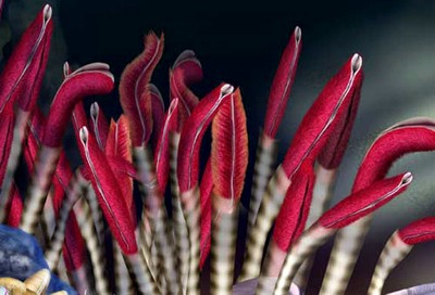 Red Tubeworms from Hot Vents