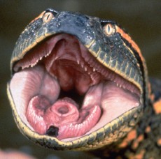Anaconda head, Cod