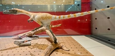 Sinosauropteryx spalvota uodega
