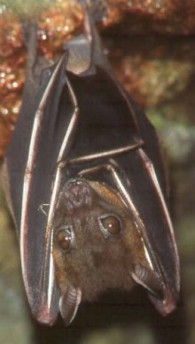 Fruit bat