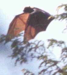 Fruit bat when fly