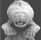Star-nose mole