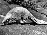 Pangolin
