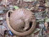 Pangolin