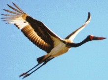 Saddlebeak stork