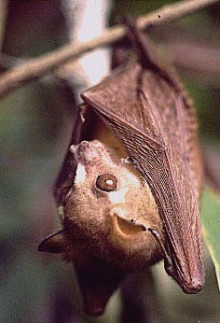Fruitbat