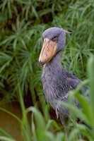 Shoebeak stork