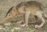 Solenodon