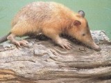 Solenodon