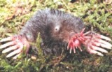 Star-nose mole