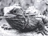 Tuatara