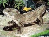 Tuatara