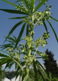Cannabis saliva