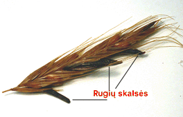 Ergot on Rye