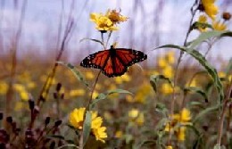 Monarch butterfly