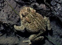 Woodhouse Toad