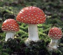 Amanita muscaria, fly-agaric