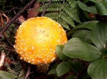 Amanita muscaria, fly-agaric mushroom