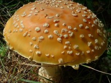 Amanita muscaria, fly-agaric