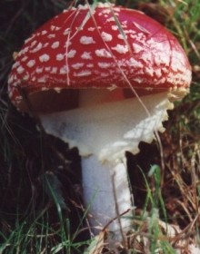Amanita muscaria, fly-agaric mushroom