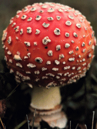 Amanita muscaria, young fly-agaric mushroom