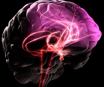 Brain
