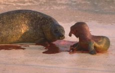 Child of Seal