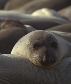 Seal elephant