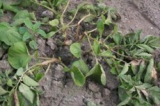 In potato plants