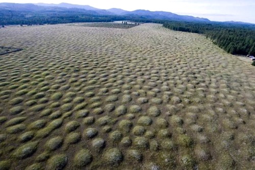 Mima Mounds