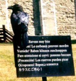 Ravens bite. London Tower Ravens