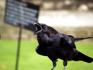 London Tower Raven