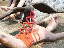 Thailand. Hell