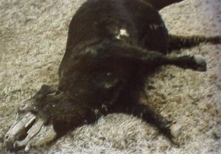 Cow mutilation