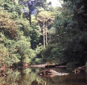 Jungle