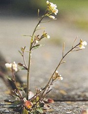 baltaiedis vairenis