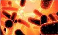 Bacillus safensis