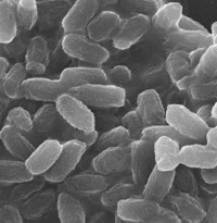Bacillus subtilis