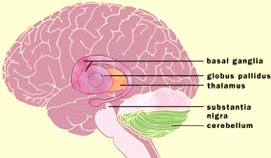 Brain structure: basal ganglia