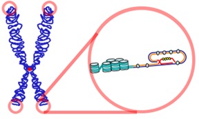 Telomere