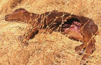 Cattle Mutilation